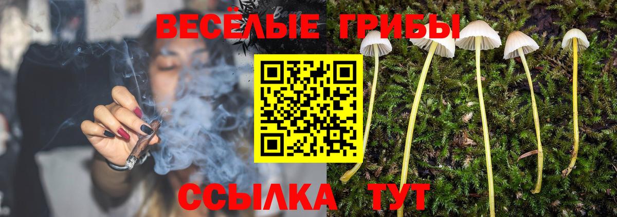 Зеленогорск  Псилоцибиновые грибы MAGIC MUSHROOMS  Вход с VPN  Псилоцибиновые грибы GOLDEN TEACHER 